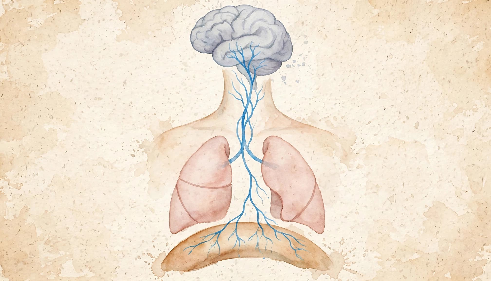 Watercolor medical illustration showing a brain, nerves, lungs, and diaphragm on textured paper.
